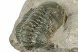 Detailed Reedops Trilobite - Atchana, Morocco #322274-4